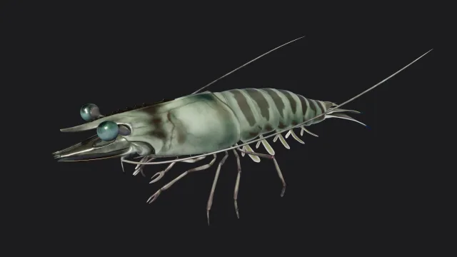 Mediterranean shrimp
